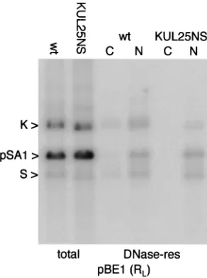 FIG. 6. Replication and packaging of pSA1 in BHK cells. Mono-layers of BHK cells were transfected with pSA1 and superinfected with