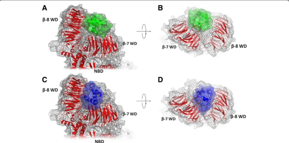Fig. 1 Structural models of the Apaf-1/cytochrome c complexes. a, b - the cryo-EM based model of Yuan et al
