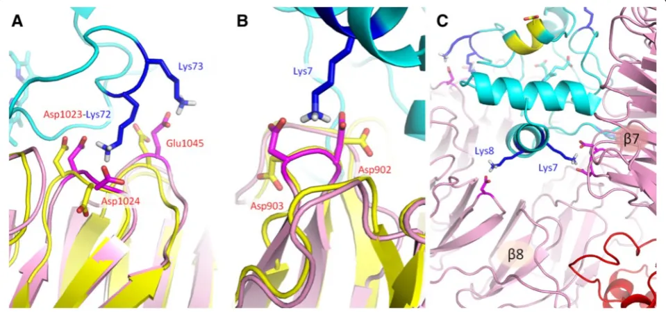 Fig. 2 The PatchDock’ model of the Apaf-1/cytochrome c complex after energy minimization (see text)