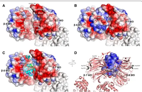 Fig. 4 Electrostatic properties of the interacting surfaces of Apaf-1 and cytochromethe negatively charged spot (colored red) on the cytochrome c as calculated with the APBS (Adaptive Poisson-Boltzmann Solver[77]) and PDB2PQR [75, 76] software packages