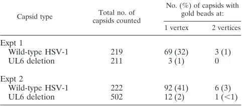 TABLE 2. Immunogold staining of pUL6 in HSV-1 B capsids