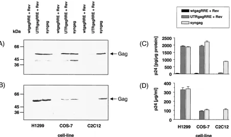 FIG. 2. Increased expression of in various mammalian cell lines. H1299, COS-7, and C2C12 cells were transiently transfected by calciummonoclonal antibody