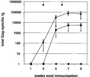FIG. 4. Inﬂuence of immunization route on the Gag-speciﬁc iso-type responses induced by i.m and i.d