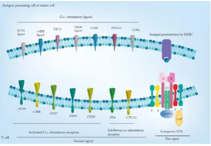 Figure 1. Natural occurring immune responses against tumor cells. 