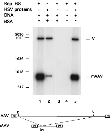 FIG. 2. Incorporation of nucleotides into the AAV minigenome byRep-HSV is dependent upon the presence of the AAV ITRs