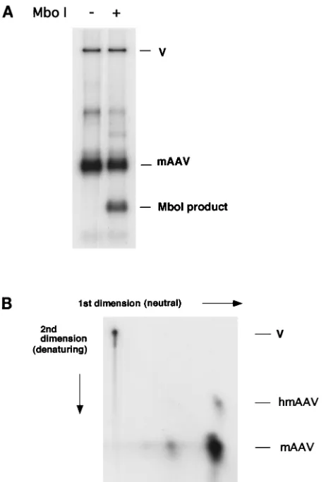 FIG. 3. Characterization of replication products. (A) Mbotion of the products of an assay performed as described in Materialsand Methods