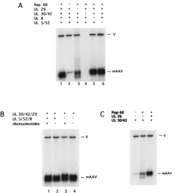 FIG. 4. Synthesis requires only Rep68 and proteins coded by the HSV UL30, UL42, and UL29 genes
