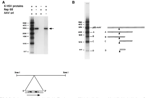 FIG. 5. Replication assay on the minimal AAV origin. The substrate was a KS(�and an TRS) inserted into the polylinker, pBS-AAV