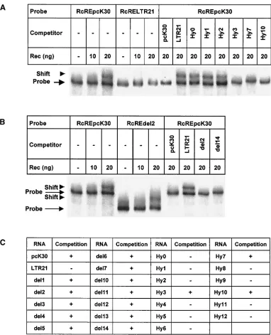 FIG. 6. In vitro binding of recombinant puriﬁed Rec to RcRE sequences transcribed in vitro