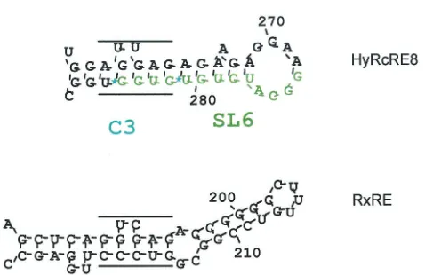 FIG. 7. Predicted folding structures of single stem-loop formationsin HyRcRE8 and RxRE
