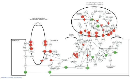 Figure 5. Canonical pathway analysis. Leukocyte transvasation signaling: genes differentially expressed in IF/TA samples