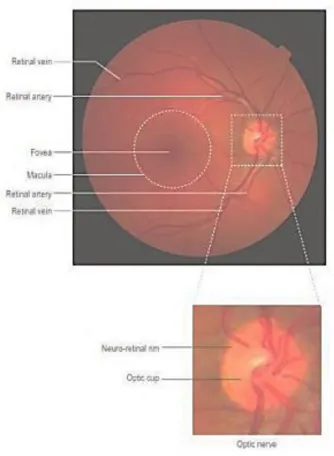 Fig. 2. The anatomy of eye in retinal image [16] 