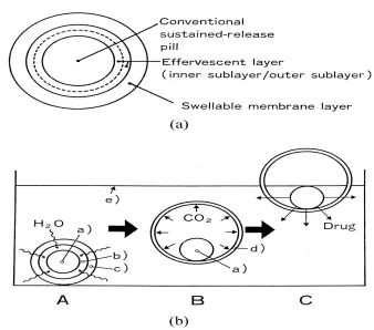 Fig. 1.6:  (a) multiple unit oral floating dosage system (b) stages of floating mechanism 