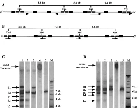 Fig. 3B and C). These results indicate that the ampicillin gene