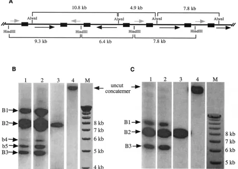 FIG. 3. Generation of concatemer-ISI is through homologous recombination. (A) Schematic representation of a pW4.2 concatemer andpossible orientations of the L (black arrows) and S segments (gray arrows) along the molecule