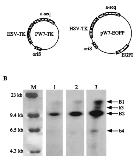 FIG. 5. Homologous recombination between different amplicons isa rare event. (A) Schematic representations of pW7-TK and pW7-