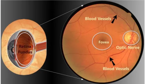 Figure 2.5 Retina fundus as seen through fundus camera. 