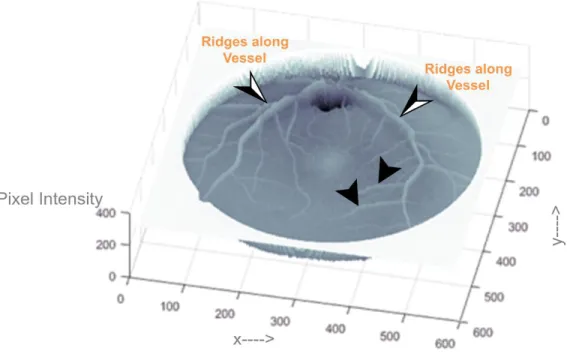 Figure 2.23 Graphical representation of ridges along retinal vasculature tree. 