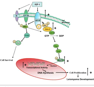 Figure 7. Proposed pathway.In this model, IGF-I peptide binds to IGF-IR to induce tyrosine autophosphorylation andphosphorylation of its adaptor protein Shc