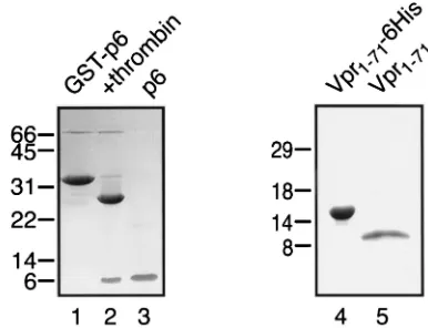 FIG. 1. Puriﬁcation of recombinant p6 and Vpr1–71(lane 4), and VprSDS-PAGE and Coomassie blue staining of GST-p6 following gluta-thione-Sepharose afﬁnity chromatography (lane 1), GST-p6 aftercleavage with thrombin (lane 2), p6 after puriﬁcation over S Seph