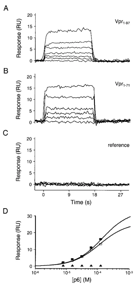FIG. 5. Biosensor analysis of p6 binding to Vpr1–97 and Vpr1–71.Representative sensorgrams of p6 injected at concentrations of 0, 7.5,