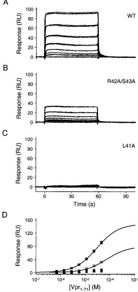 TABLE 1. Estimated dissociation constants for HIV-1Vpr-p6 complexes