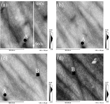 Fig. 4Surface morphologies of wet polished (a) and oxidized (b) pure chromium after keeping in desiccators (25–30%RH, 293 � 3 K) for64.8 ks.