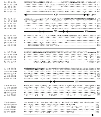 FIG. 1. Protein sequence comparison of DC-SIGN molecules of human, simian, and mouse origin