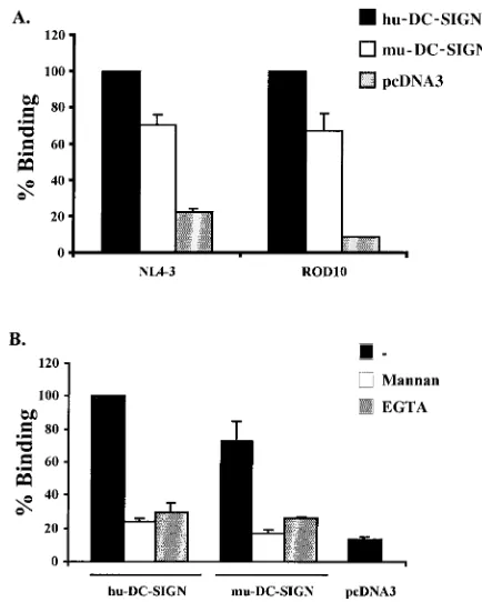 FIG. 3. Rhesus and pigtailed macaque DC-SIGN but not murineDC-SIGN transmits HIV-1, HIV-2, and SIV