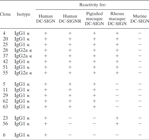 FIG. 6. Characterization of DC-SIGN MAbs. (A) Western blotreactivity of DC11 and DC6 with lysates obtained from cells expressing