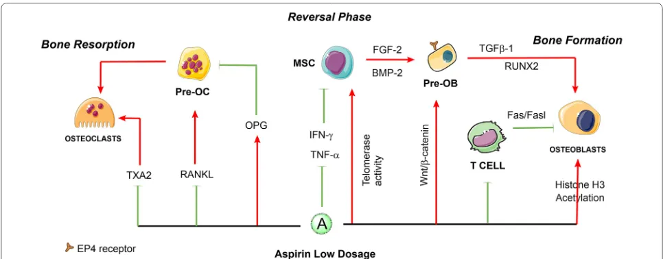 Fig. 1 The roles of low-dose aspirin in the regulation of bone remodeling. Aspirin at low dosage might suppress the differentiation of osteoclasts and promotes the bone formation via osteoblastic cells