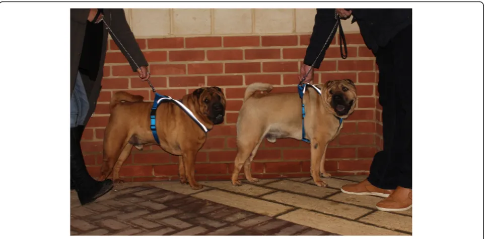 Fig. 3 An example of the height difference between two male SP littermates, affected (left), carrier (right)