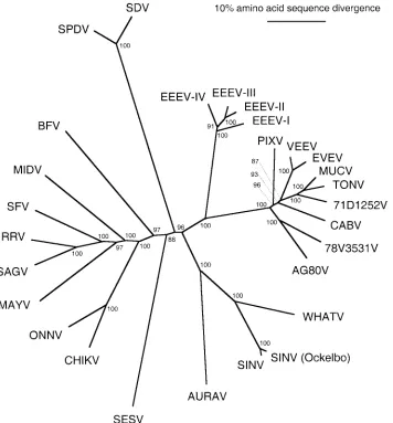 FIG. 3. Unrooted phylogenetic tree of Alphavirusneighbor-joining program (61). Virus abbreviations are found in Table 1, footnote 6