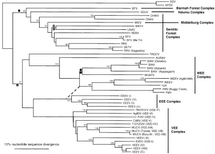 FIG. 2. Phylogenetic tree of all Alphavirussequences by using the neighbor-joining program with the F84 distance formula (61)