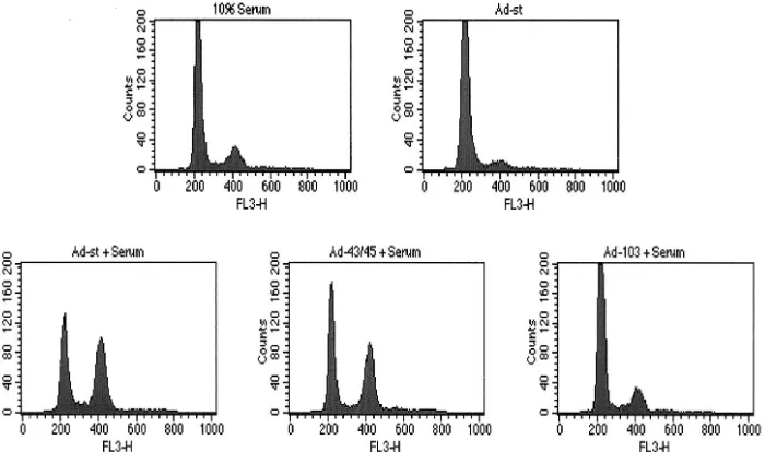 FIG. 2. BrdU incorporation (S phase progression) by transfectedcells. HDFs plated on coverslips (30 to 40% conﬂuent) were trans-