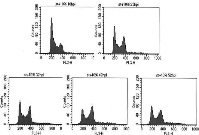 FIG. 4. Cyclin B and cyclin B-associated kinase levels of arrestedcells. (A) Conﬂuent HDFs were infected with Ad-ST at 20 PFU/cell