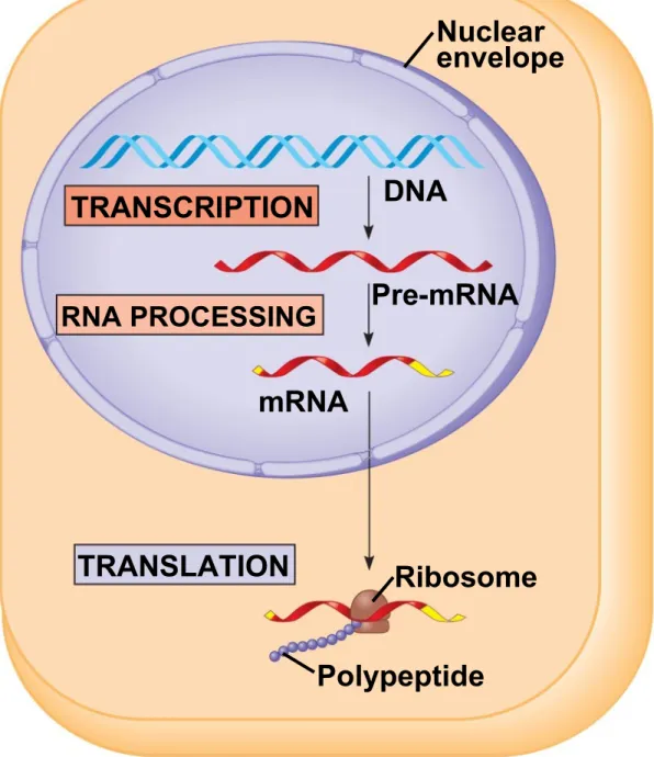 Fig. 17-3b-3 (b) Eukaryotic cell TRANSCRIPTION Nuclear envelopeDNAPre-mRNARNA PROCESSINGmRNATRANSLATIONRibosomePolypeptide