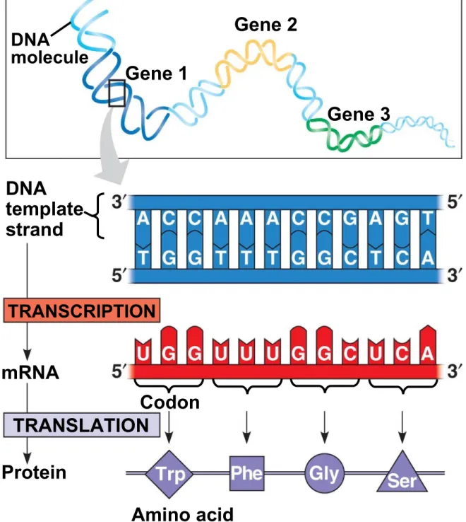 Fig. 17-4 DNA molecule Gene 1 Gene 2 Gene 3 DNA template strand TRANSCRIPTION TRANSLATIONmRNA Protein Codon Amino acid