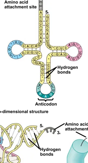 Fig. 17-14 Amino acid attachment site 3 5 Hydrogen bonds Anticodon (a) Two-dimensional structure