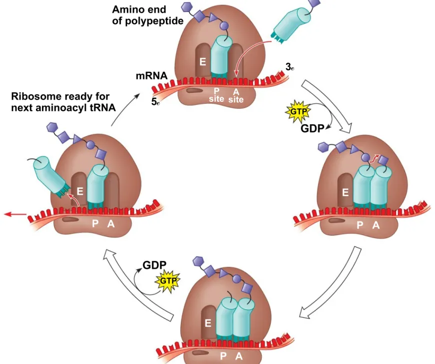 Fig. 17-18-4 Amino end of polypeptide mRNA 5 3EPsitesiteA GTP GDP E P A E P AGDPGTP