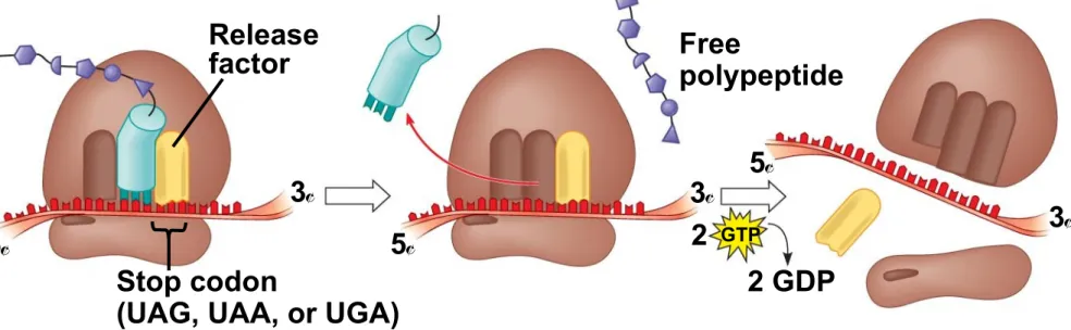 Fig. 17-19-3 Release factor 3 5 Stop codon