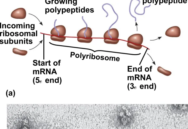 Fig. 17-20 Growing polypeptides Completed polypeptide Incoming ribosomal subunits Start of mRNA (5  end)  Polyribosome End ofmRNA (3  end)  (a) Ribosomes mRNA (b) 0.1 µm