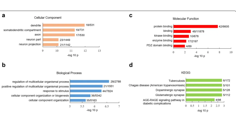 Fig. 3 GO and KEGG analysis of differential expressed SRG in glutamatergic neurons between human versus mouse V1 cortex