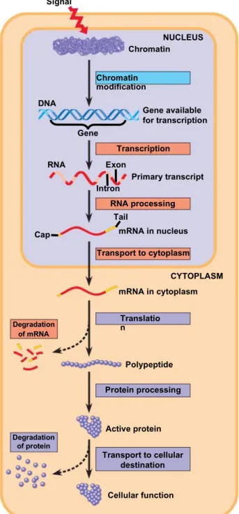 Fig. 18-6 DNA Signal Gene NUCLEUSChromatin modificationChromatinGene available for transcription Exon Intron TailRNA Cap RNA processing Primary transcriptmRNA in nucleus Transport to cytoplasm mRNA in cytoplasm Translatio n CYTOPLASMDegradation of mRNA Pro