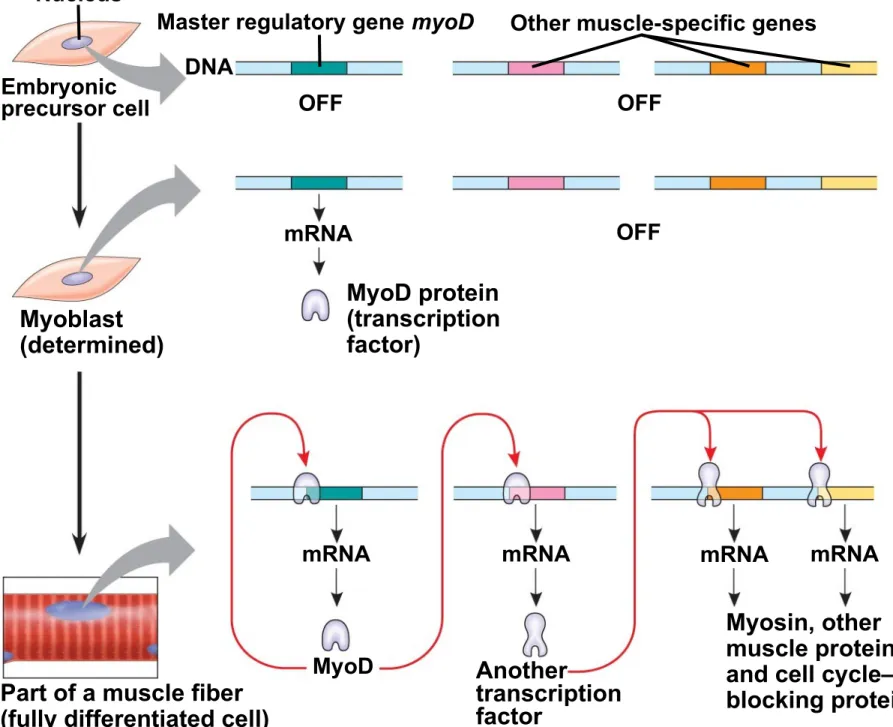 Fig. 18-16-3 Embryonic precursor cellNucleus OFFDNA