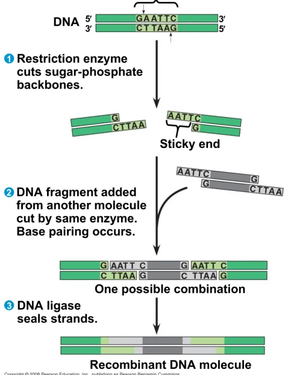 Fig. 20-3-3 Restriction site DNA Sticky endRestriction enzymecuts sugar-phosphatebackbones.53 35 1