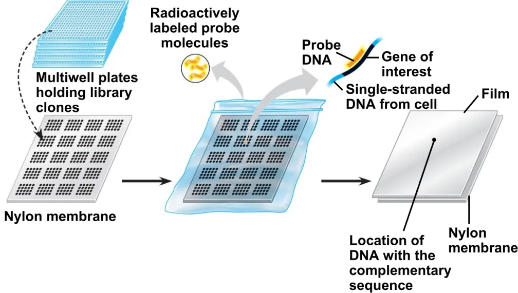 Fig. 20-7 Probe DNARadioactivelylabeled probemolecules Film Nylon membrane Multiwell platesholding libraryclones Location of DNA with the complementary sequence