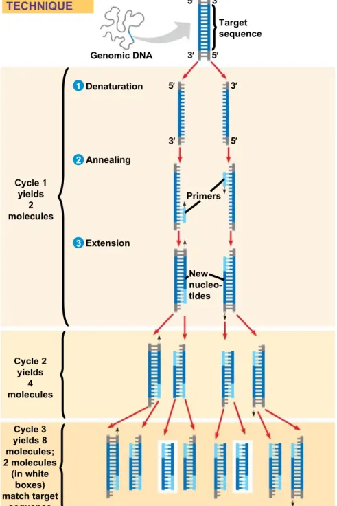 Fig. 20-8 5  Genomic DNATECHNIQUE Cycle 1 yields 2 molecules DenaturationAnnealing Extension Cycle 2 yields 4 molecules Cycle 3 yields 8 molecules; 2 molecules (in white boxes) match target sequence Target sequencePrimersNewnucleo-tides3333555123