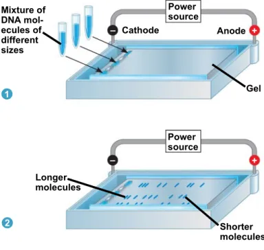 Fig. 20-9 Mixture of DNA  mol-ecules of different sizes Power source Power source Longer molecules Shorter moleculesGelAnodeCathodeTECHNIQUE RESULTS12 ++––