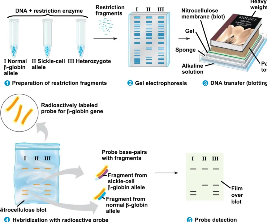 Fig. 20-11 TECHNIQUE Nitrocellulose membrane (blot)Restrictionfragments Alkaline solution